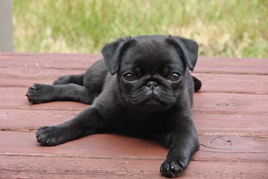 Pug Puppies   Dr. Odd