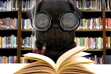 Black Pugs Puppies Wallpaper.