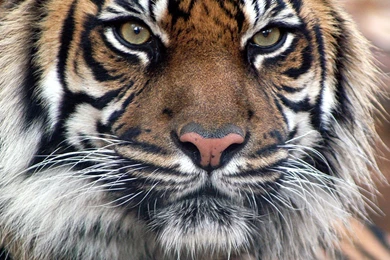 HD Awesome Tiger Face Wallpapers Full Size   HiReWallpapers 3415