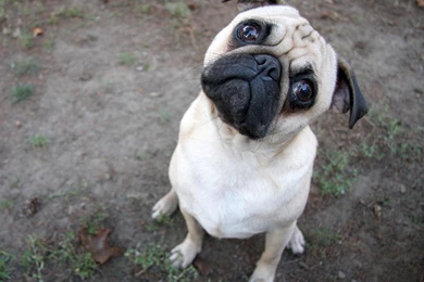 Animal Life Dogs Puppy Dogs Pug Dog Wallpapers 1600x1200   Resimkoy