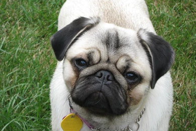 Pug Puppy Cute   The Dog Wallpapers   Best The Dog Wallpapers