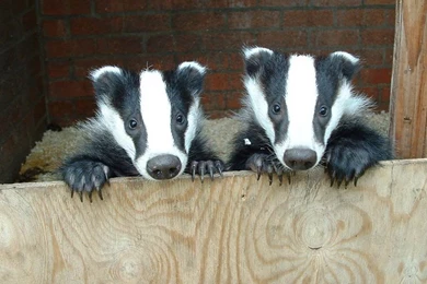 Download Free HD Wallpapers : Wallpapers Badger Download Free ...