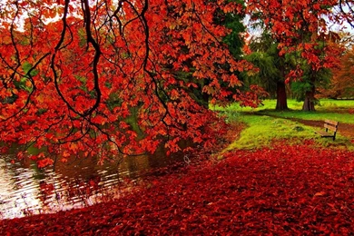 Red Leaves Fall Wallpapers