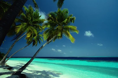 Free wallpapers for desktop mac.jpg