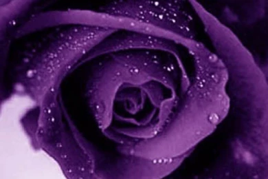 Purple Rose Flowers   Flower HD Wallpapers, Images, PIctures ...