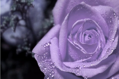 Magnificent Purple Roses   Roses Wallpapers (34611049)   Fanpop