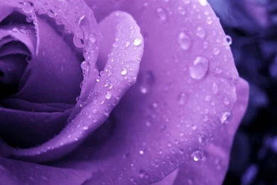 Magnificent Purple Roses   Roses Wallpapers (34611051)   Fanpop