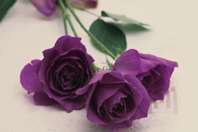 Purple Roses Wallpapers Picture