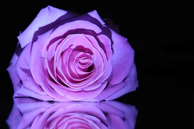 Purple Rose Flower Wallpapers 2560x1600 667   1529901