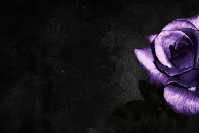 Free Wallpapers Purple Rose Wallpapers   (