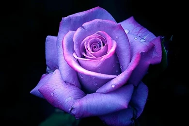 PURPLE ROSE WALLPAPER   (