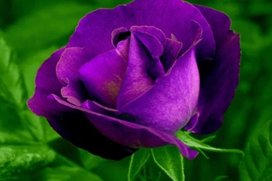 Purple Rose HD Desktop Wallpapers : Widescreen : High Definition ...