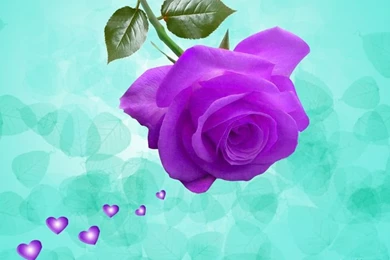Purple Roses