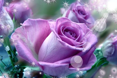 PURPLE ROSES WALLPAPER   (