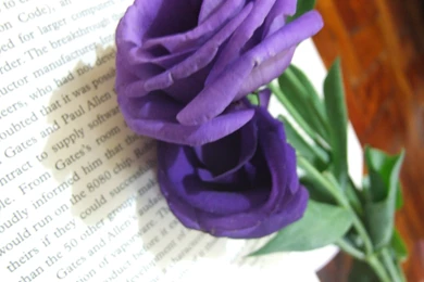 Magnificent Purple Roses   Roses Wallpapers (34611027)   Fanpop