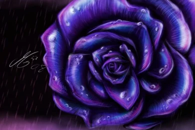 Purple Rose Backgrounds Wallpapers