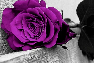 PURPLE ROSE WALLPAPER   (