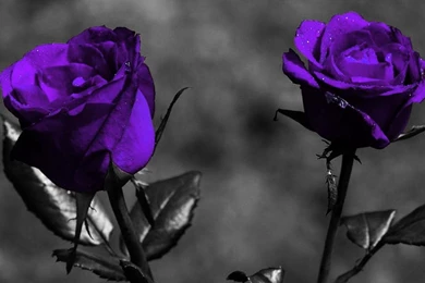 PURPLE ROSES WALLPAPER   (