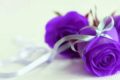 Nature___Flowers_Purple_roses_with_silver_ribbon_055862_.jpg
