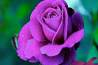 Purple Rose Flowers   Flower HD Wallpapers, Images, PIctures ...
