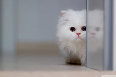 Cute White Cat Wallpapers