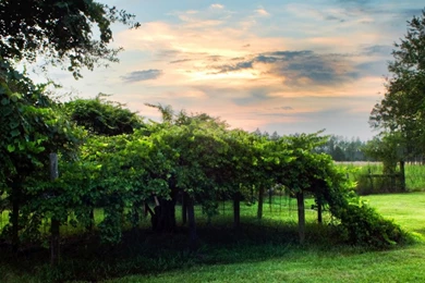 1366x768 Green Garden Desktop PC And Mac Wallpapers