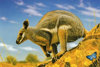 Most 10 Animals New HD Wallpapers 2013