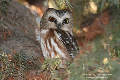 The Earth Day Groceries Project: New Desktop Wallpaper!