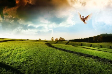 Gardens Wallpaper: Hd Beautiful Green Tea Garden Desktop ...