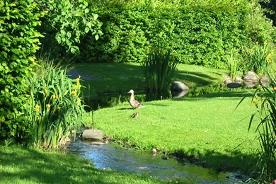 Green Garden By Petrova On DeviantArt