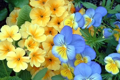 Download Wallpapers 2560x1024 Pansies, Flowers, Flowerbed, Green ...
