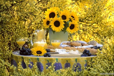 Free Wallpapers   Free Flower Wallpapers   Beautiful Flower ...