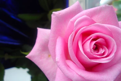 3d abstract_widewallpaper_pretty pink rose_34020.jpg