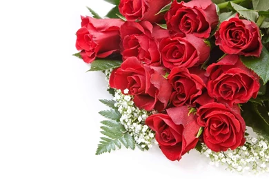 Beautiful Rose Backgrounds HD Wallpapers On Picsfair.com