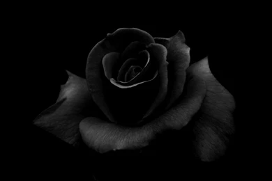 Black Rose HD Wallpapers