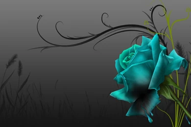 Black Rose Wallpapers Wallpapers HD Fine