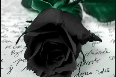 Black Rose Wallpapers In 800x600 Resolution
