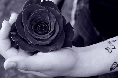 Black Rose Wallpapers HD Free Desktop Backgrounds And Wallpapers