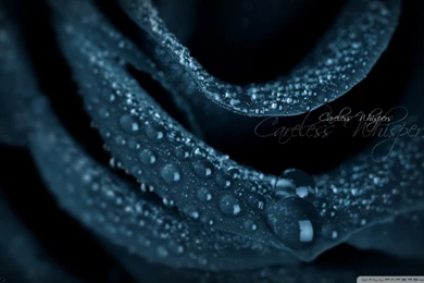 Black Rose Careless Whispers HD Desktop Wallpapers : Widescreen ...