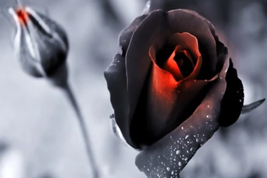 Beautiful Black Rose HD Wallpapers.jpg