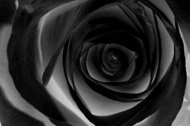 Rose Wallpapers Hd Tumblr For Walls For Mobile Phone Widescreen For ...