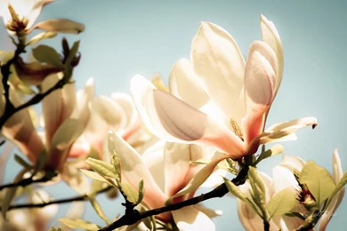 Browsing Wallpapers On DeviantArt