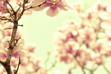 Pink Magnolia HD Desktop Wallpapers : High Definition : Fullscreen ...