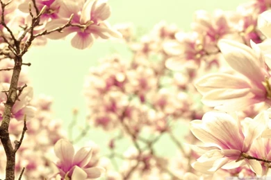 Pink Magnolia HD Desktop Wallpapers : High Definition : Fullscreen ...