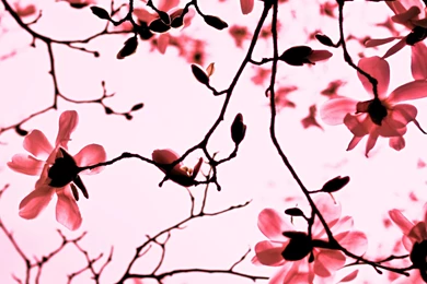 Magnolia TwigsSamsung Wallpapers Download