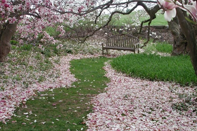 Magnolia Wallpapers >> Backgrounds With Quality HD