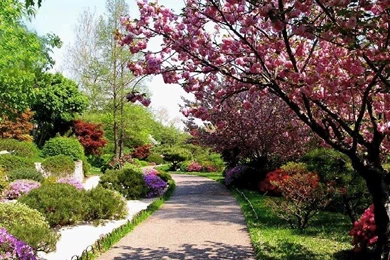 BEAUTIFUL MAGNOLIA WALLPAPER   (