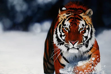 Free Wallpicz: Nexus Desktop Wallpapers Download