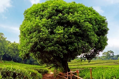 Tea Plantation HD Desktop Wallpapers : High Definition : Fullscreen ...