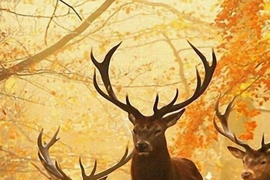 Wallpapers Nokia Lumia Blackberry Z10 768 X 1280 358   768 X 1280 ...